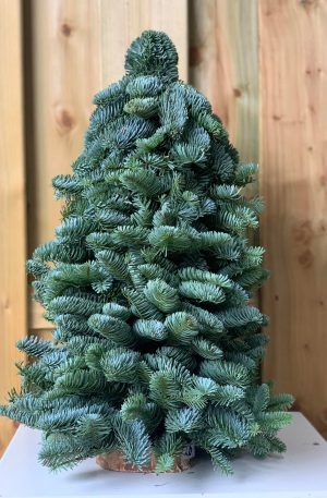 hamer Verouderd Alert Nobilis boompje 40cm - Kerstboom Eijsden